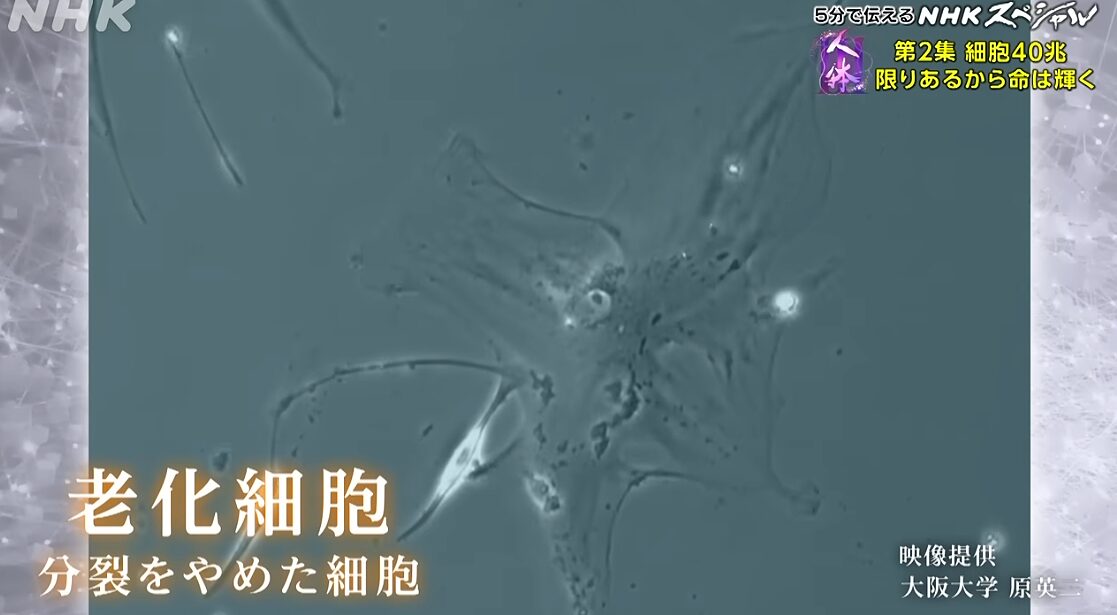  老化細胞 ⇒分裂を止めた細胞